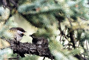 Chickadee, Boreal 1 (feeding chick) B02P79I01_2